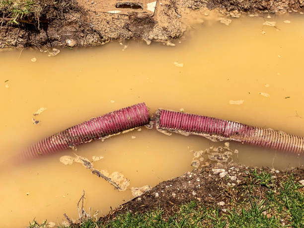 Best Flood restoration services  in Front Royal, VA